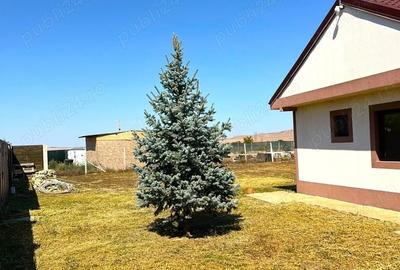 Casă cu 4 camere cu Teren 800 Mp în Kogălniceanu - 13