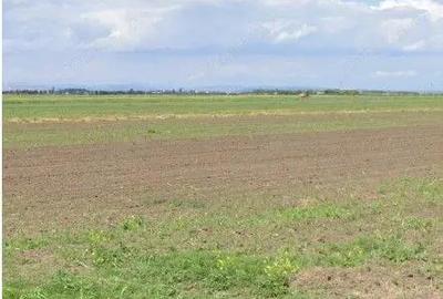 Teren de 5000 mp, în Cocorăștii Colț