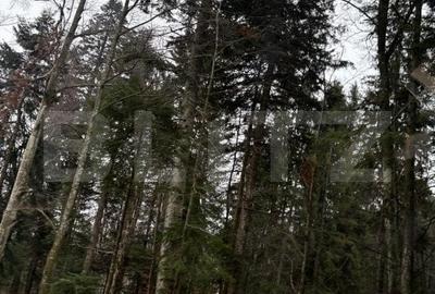 Teren unic, exclusivist  4000 mp, in inima muntilor, Sinaia - 6