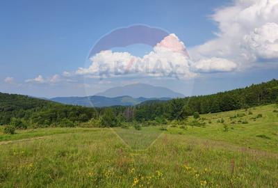 Teren 130000 mp extravilan Munteni - Bulz, Negreni