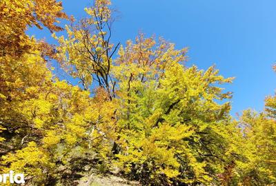 Teren de 1271 mp, în Livezile - 7