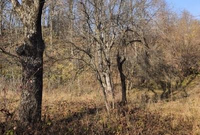 Teren intravilan Breaza 4,000mp cu  utilitati. Panorama superba. Intimitate. - 15