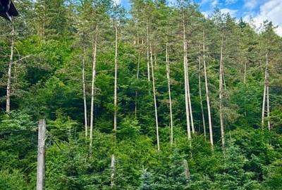 Casa de vacanta sau pensiune | Batca Doamnei | Teren in natura - 12