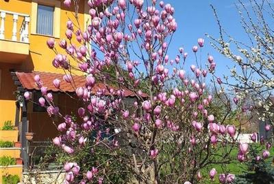 CASA DE FAMILIE in zona rezidentiala ultracentrala Onesti DE VANZARE IN EXCLUSIV - 3