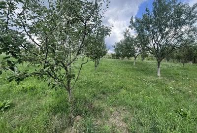 Casă cu 5 camere cu Teren 6000 Mp în Central - 3