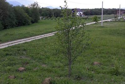 Teren de 10500 mp, în Central