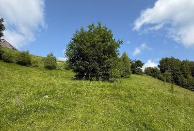 Teren intravilan  Pestera Brasov, 11908 mp - 11