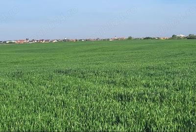 Teren de 630 mp, în Săcălaz