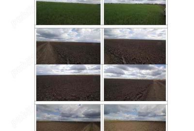 Terenuri extravilane pasune si faneata in Com. Cheveresu Mare, jud. Timis - 1