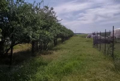 Casă cu 3 camere în Filipeștii de Târg - 5