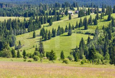 Teren de 2817 mp, în Piatra - 3