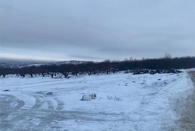 RECO teren Saldabagiu de Munte - 5