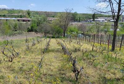 Teren intravilan 3.250 mp in File?ti Ideal pentru casa sau investi?ie! - 15