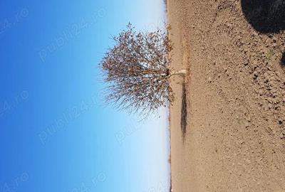 Teren de 6100 mp, în Giroc - 3