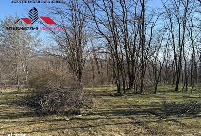 Teren de 28900 mp, în Vințu de Jos - 2