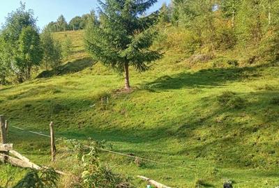 Teren în Măguri - 6