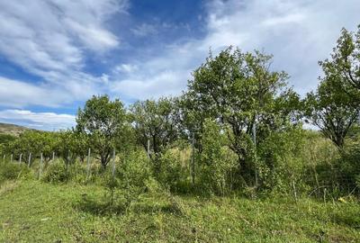 Teren Intravilan, 1055/ 527 Constructii, Centru Chinteni 21 Decembrie - 6