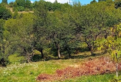 Spațiu comercial, în Peteritea - 2