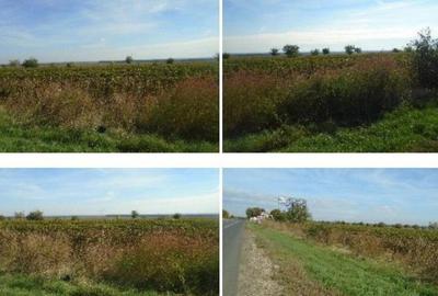 Teren de 6558 mp, în Obrejița