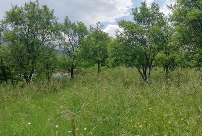 Teren intravilan Viisoara - 3