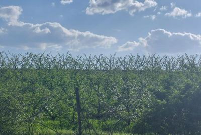 Spațiu comercial, în Galata - 2