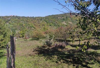 Teren de 1500 mp, în Podgoria