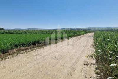 Teren Construcții intravilan de 17300 mp, în Sud - 4