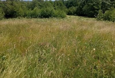 Teren de 5000 mp, în Vicovu de Sus - 3