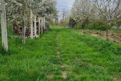 Teren de 1000 mp, în Cipău