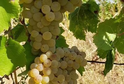 Teren de 4931 mp, în Central - 2