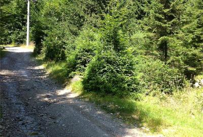 Teren de 4200 mp, în Rășinari - 1