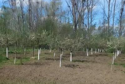 Casă în Osica de Sus - 5