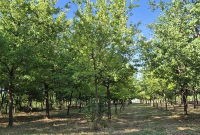 Teren de 2170 mp, în Dorobanți - 1