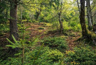 Teren intravilan de 4591 mp, în Plaiul Foii - 7