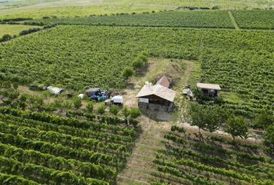 Teren agricol extravilan de 80000 mp, în Covăsinț - 40