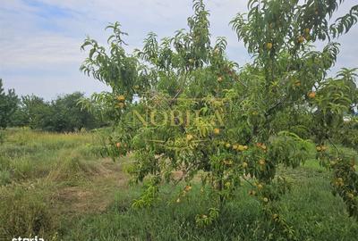 Teren de 10000 mp, în Ștefan cel Mare - 8