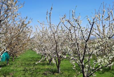 Spațiu comercial, în Ciprian Porumbescu - 7
