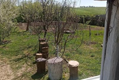 Teren de 700 mp, în Băcălești - 4