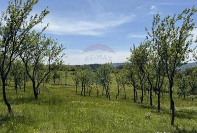 Teren de 55600 mp, în Codru Butesii - 1