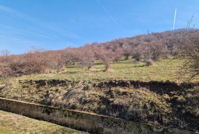 Teren agricol extravilan de 3664 mp, în Cuvin - 6