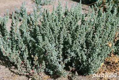 Vand apartament in Oradea - 7