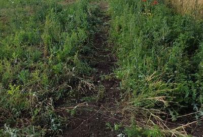 Teren de 1500 mp, în Baciu - 8