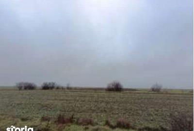 Teren de 6000 mp, în Ciocârlia - 9