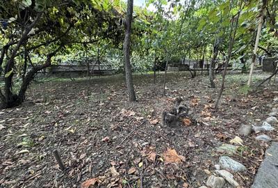 Casa batraneasca renovabila , 1000mp teren 30.000 euro negociabil Balteni - 9