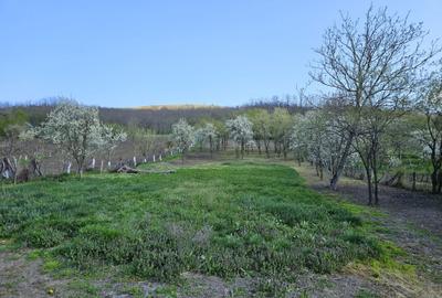 Casă cu 2 camere în Chioag - 3