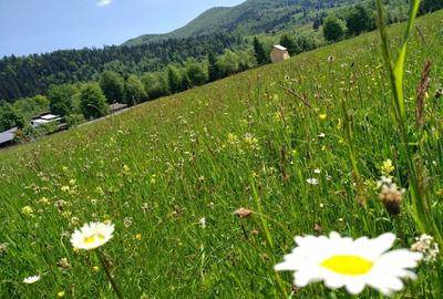 Cabana La noi in Bucovina - 6