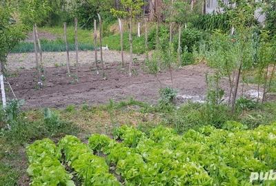 Casă în Orevița Mare - 4