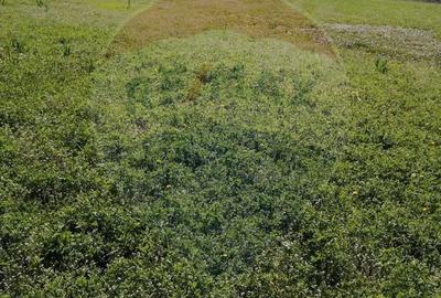 Teren de 6574 mp, în Girișu de Criș - 4