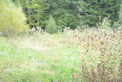 Teren intravilan situat in Busteni-Valea Alba - 9