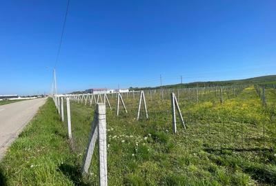 Teren intravilan agricol 6215mp cu utilitati in Racari, jud. Dolj - 2
